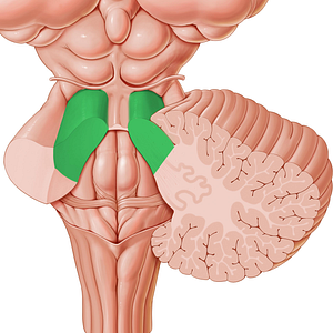 Superior cerebellar peduncle (#7837)
