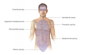 Cavities of the body (English)