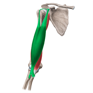 Biceps brachii muscle (#5221)