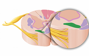 Vestibulospinal tract (#12068)