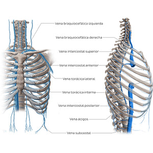 Veins of the thoracic wall (Spanish)