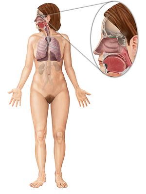 Cribriform plate of ethmoid bone (#4382)