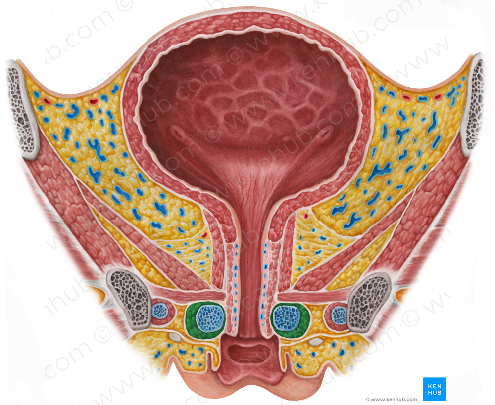Bulbospongiosus muscle (female) (5251) Kenhub Image License Store