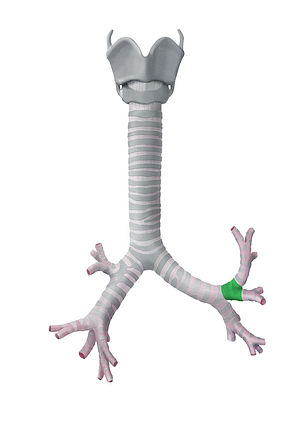 Left superior lobar bronchus (#2227)