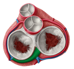 Coronary sinus (#9007)