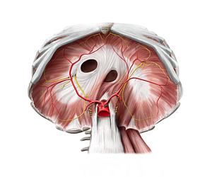 Splenic artery (#1790)