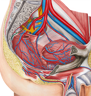 Lateral sacral artery (#1756)