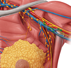 Lateral axillary lymph nodes (#6958)
