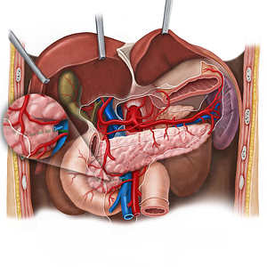 Posterior inferior pancreaticoduodenal artery (#1594)