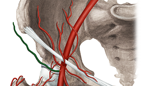 Superficial circumflex iliac artery (#1045)