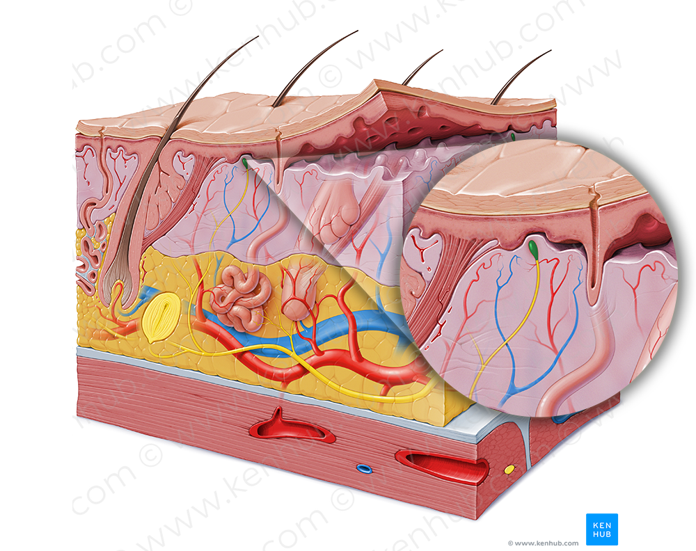 Tactile corpuscle (2922) Kenhub Image License Store