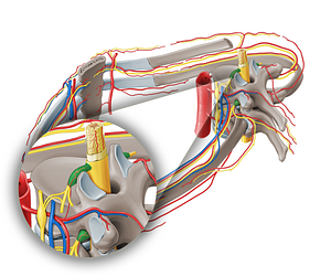 Spinal ganglion (#8977)