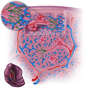 Penicillar arteriole (#18134)