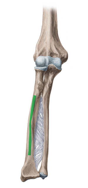 Anterior border of radius (#4918)