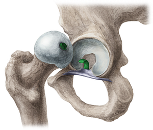 Ligament of head of femur (#4479)