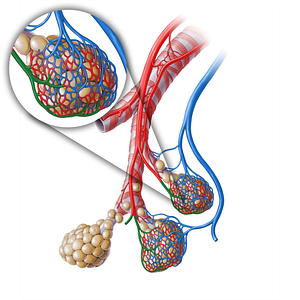 Pulmonary arteriole (#18263)
