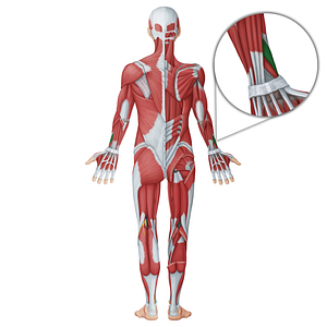 Abductor pollicis longus muscle (#18637)