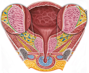 Capsule of prostate (#2374)