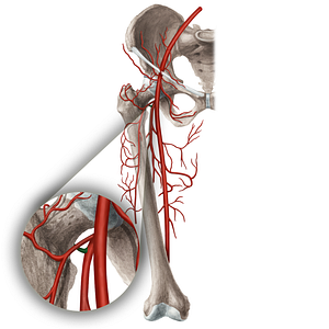 Medial circumflex femoral artery (#1034)