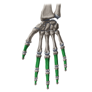 Body of phalanx of hand (#20097)