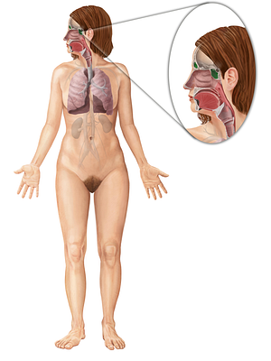 Paranasal sinuses (#9026)