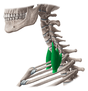 Scalenus posterior muscle (#5913)