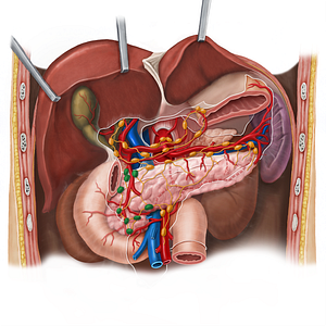 Pancreaticoduodenal lymph nodes (#7073)