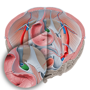 Transverse perineal ligament (#4661)