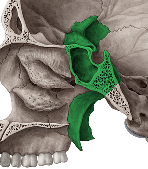 Sphenoid bone (#7518)