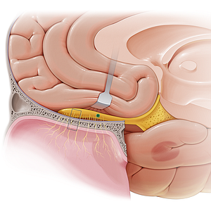 Anterior olfactory nucleus (#7236)