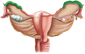 Ampulla of uterine tube (#619)