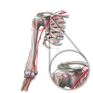 Acromial branch of thoracoacromial artery (#18918)