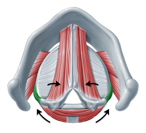 Action of lateral cricoarytenoid muscle (#18340)