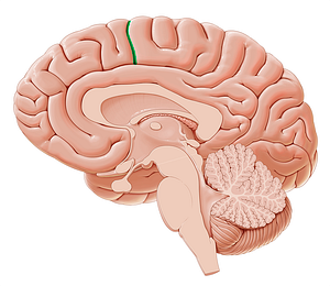Paracentral sulcus (#9298)