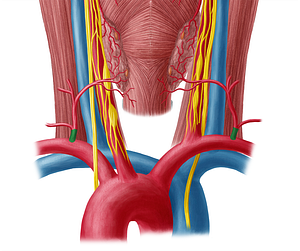 Thyrocervical trunk (#9660)