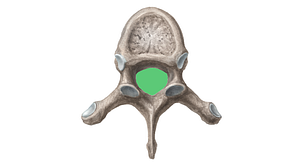 Vertebral foramen (#3816)