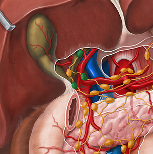 Hepatic lymph nodes (#7004)