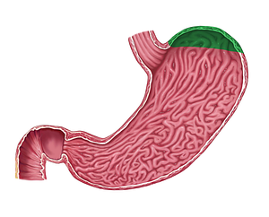 Fundus of stomach (#3924)