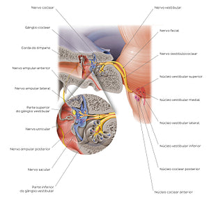 Vestibulocochlear nerve (Portuguese)