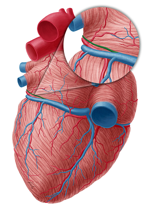 Oblique vein of left atrium (#10433)