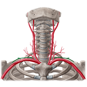 Suprascapular artery (#1875)