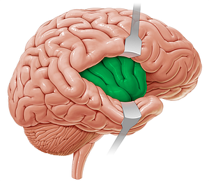 Insular lobe (#4317)
