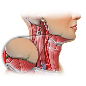 Facial artery (#11121)