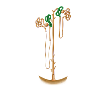 Distal convoluted tubule (#17191)