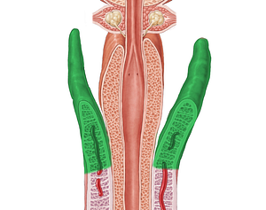 Crus of penis (#3161)