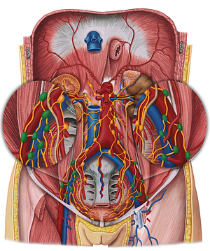 External iliac lymph nodes (#7022)