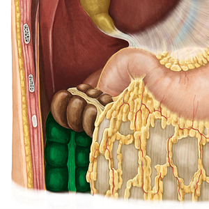 Ascending colon (#2706)