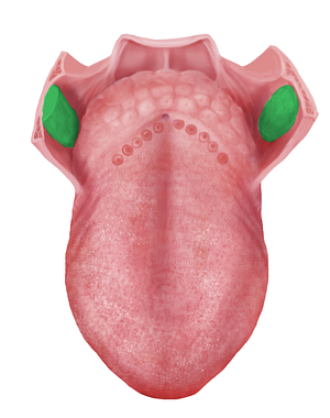 Palatine tonsil (#9479)