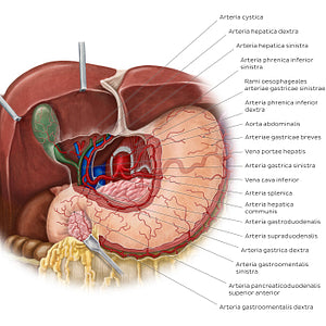 Arteries of the stomach, liver and spleen (Latin)