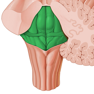 Rhomboid fossa of fourth ventricle (#3881)